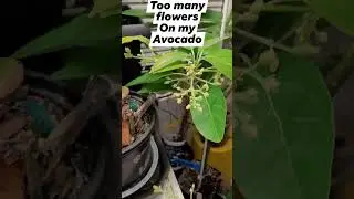 Why Avocado dropped flowers and fruits... it can't support them.  Need to cut off flowers to focus