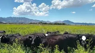.BennionBeef.com | &ldquo;UTAH Best Steaks&rdquo; | 435-841-7070 | Best Value | WAGYU Angus Beef | Great Flavor