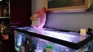 Feeding Bubbles the Axolotl 