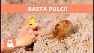 Come ELIMINARE LE PULCI da CASA 🪳❌ 5 Rimedi Naturali ✅