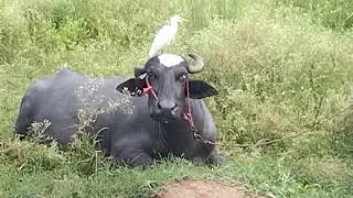 buffalo benefits
