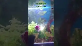 #fish #aquarium #fishtank #fish baby #hospital tank #maintaining setup #guppy pond #planted aquarium