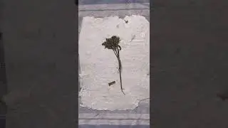 A Botanical Ink Print On Handmade Paper