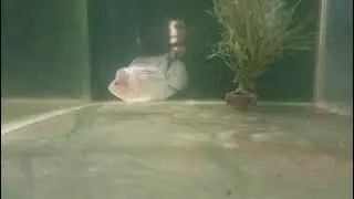 ikan louhan SRD 5-7 cm, pakan alami dari Alam