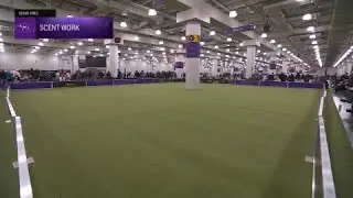 Dog Freestyle Demo | Westminster Kennel Club 2026