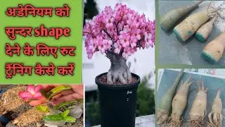 Adenium Me Root Training kaise karen! अडेनियम को सुन्दर शेप देने के लिए रुट ट्रेनिंग कैसे करें!! 