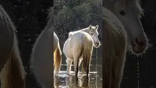 Golden Hour River Crossing | Salt River Wild Horses in Arizona