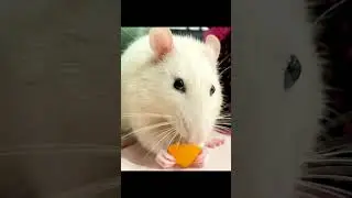 Latte sniffing for food, Fancy pet Rats  #petrats #loverats #pets