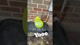 How Long Can A Balloon Survive?!😱😂