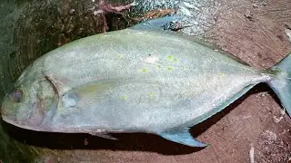 bluefinTrevally and tuna fish cutting skills ##share #like #subscribe #comment #fullvideowatch