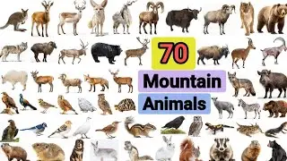 Mountain Animals Name in English With Picture II mountain creatures II Mountain Animals Vocabulary I