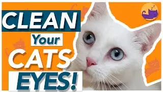 How to Clean Cats Eyes and Tear Stains - Why Do They Get SO Gunky!?