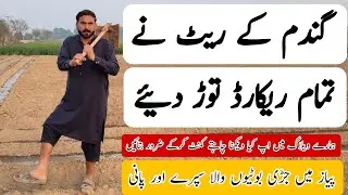 Today wheat price in Punjab Pakistan || Today velog #farming #agriculture 