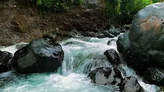 Mindful Rest with Gentle Stream, Forest Birds Chirping and Nature White Noise