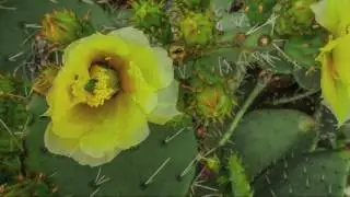 cactus bloom time lapse bob coates photography