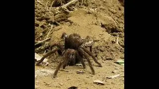 top 5 unique animal in amazon rainforest | amazon jungle ke rare animal | #shorts