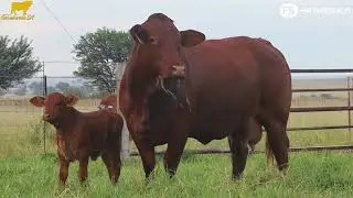 Considerata SA Droughtmaster Auction - Lot 7 CSA 16-110