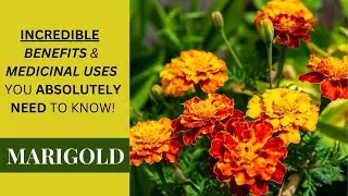 INCREDIBLE BENEFITS & MEDICINAL USES of MARIGOLD (TAGETES ERECTA) you ABSOLUTELY NEED to know!