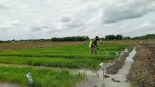 DJ, Starts, Mentraktor Sawah, Ds,Ngringin,Olah raga Sky Lumpur,🇮🇩😎🙋🌾🌾🌾