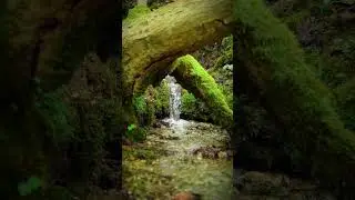 Calming Forest mood  #nature #calming #forestlovers