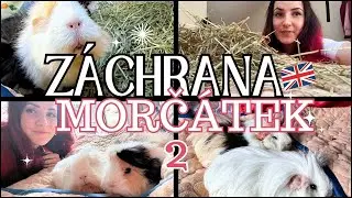 70 000 Kč za morč&aacute;tko I Veterina v Anglii 🇬🇧: ceny a př&iacute;stup, realita I Z&aacute;nět moč&aacute;ku, močov&yacute; k&aacute;men 🐹