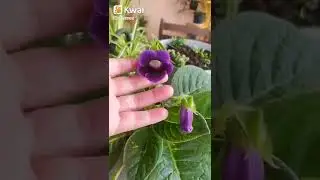 Minhas gloxinias est&atilde;o se abrindo cores lindas