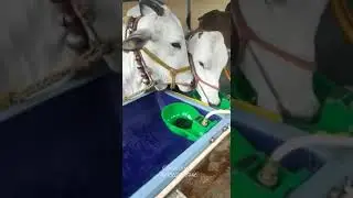 Automatic Cow/Cattle Drinking Water Bowl Dispenser Made of Unbreakable Plastic.