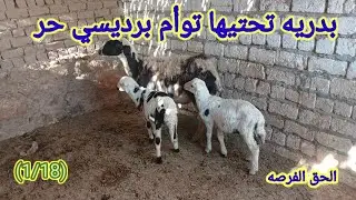 عرض بدريه تحتيها توأم برديسي بأرخص الاسعار (01157790601)(1/18) #قناه_ابو_ريان_لتجاره_الاغنام_٢