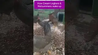 Crested Cream Legbar vs Buff Orpington chicken behaviour.  A demonstration of the morning routine