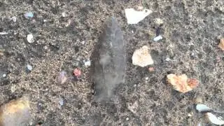 Central Texas Arrowheads- June 2015