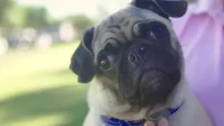 Artie the Pug and Brachycephalic Airway Syndrome (BAS)
