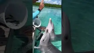 🐬 UNEXPECTED Friendship! 🥰 Dolphins and Sea Turtle Share a Meal in Paradise!