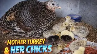 Hatching Turkey eggs fast growth feed chicks Healthy and active baby chicks 