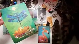 What ya need to know ASAP 🌟⚡💫 ~pick a card reading Timeless🦋🔮🌺