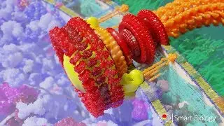 Bacterial Flagellum