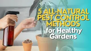 Top 5 All-Natural Pest Control Methods for Healthy Gardens