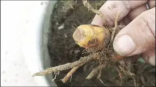 पसीने छूट गए गार्डन से हल्दी  हार्वेस्ट करने में ll #haldi #harvest #harvesting #garden