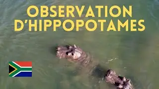 Des hippopotames au Blyde Rive Canyon - South Africa 🇿🇦 With drone