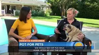 CBD Oil Benefits For Dogs, Cats and Other Pets!