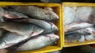 #trending#viralvideo#FishMarketVibes#FreshFish#SeafoodLovers#DailyFishMarket#FishSelling#MarketLife