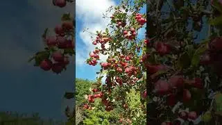 crab apple Tree | tiny apples #shorts