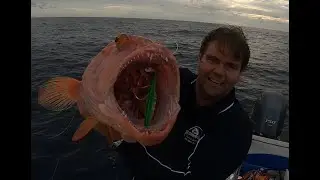Fishing 1770 for Kingfish, Amberjack, Maori Cod and other reef species
