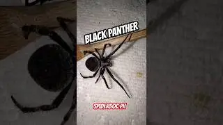 Black Panther Derby Spider of GENSAN. #spiderdoc