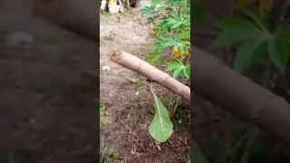 How to plant Bitter Leaf