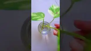 Grow money plant in water from cutting 💚#plants #plantlady #nature #naturelovers #natural #plants