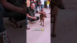 Dogesh bhai was clearly Steven Wilson&rsquo;s biggest fan! 😂
