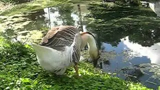 Chinese Geese wonderful pets and watch dogs!!!