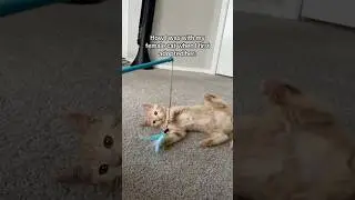 How I play with my Female cat vs my male cat!
