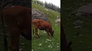 Strange thing this Cow does!!! UNBELIEVABLE!! INSANE COW STUNT