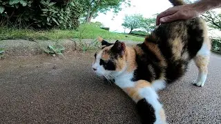 Ситцевая кошка, которая любит талию, путь радости слишком милый